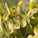 1109-variegated leaves1742.jpg